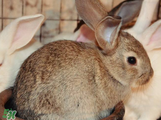 孕婦能吃兔子肉嗎？孕婦可以吃兔子肉嗎？