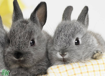 孕婦能吃兔子肉嗎？孕婦可以吃兔子肉嗎？