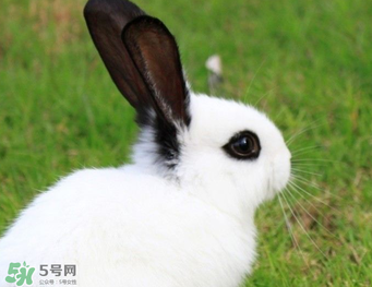 孕婦能吃兔子肉嗎？孕婦可以吃兔子肉嗎？