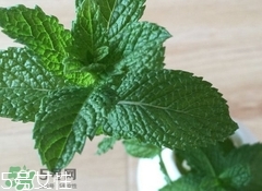 留蘭香的營養(yǎng)價值_留蘭香的功效與作用及食用方法 留蘭香的營養(yǎng)價值_留蘭香的功效與作用及食用方法