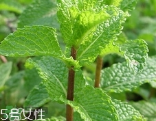 留蘭香的營養(yǎng)價值_留蘭香的功效與作用及食用方法 留蘭香的營養(yǎng)價值_留蘭香的功效與作用及食用方法