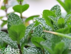 留蘭香的營養(yǎng)價值_留蘭香的功效與作用及食用方法 留蘭香的營養(yǎng)價值_留蘭香的功效與作用及食用方法