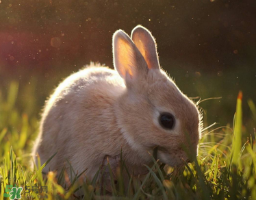 孕婦吃兔肉寶寶真的會(huì)長(zhǎng)兔唇嗎？孕婦吃兔子肉會(huì)得兔唇嗎？