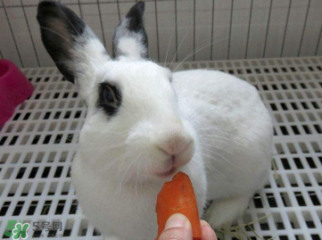 孕婦吃兔肉寶寶真的會(huì)長(zhǎng)兔唇嗎？孕婦吃兔子肉會(huì)得兔唇嗎？