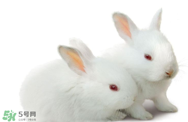 孕婦吃兔肉寶寶真的會(huì)長(zhǎng)兔唇嗎？孕婦吃兔子肉會(huì)得兔唇嗎？