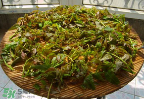 香椿很貴嗎？香椿為什么那么貴？