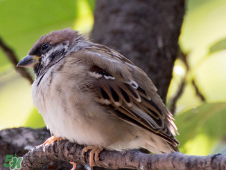 孕婦可以吃麻雀肉嗎？孕婦能吃麻雀肉嗎？