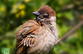 孕婦可以吃麻雀肉嗎？孕婦能吃麻雀肉嗎？