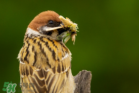 孕婦可以吃麻雀肉嗎？孕婦能吃麻雀肉嗎？