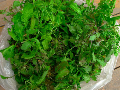 吃地菜有什么好處？地菜有什么功效