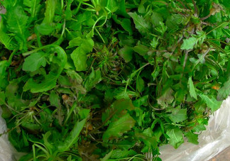 吃地菜有什么好處？地菜有什么功效