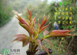 香椿臭嗎？香椿為什么那么臭？