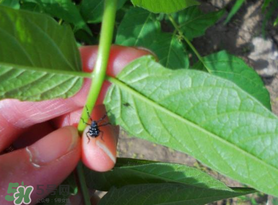 香椿臭嗎？香椿為什么那么臭？