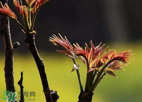 香椿臭嗎？香椿為什么那么臭？