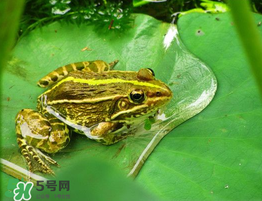 孕婦能吃青蛙嗎？孕婦可以吃青蛙嗎？