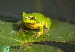 孕婦能吃青蛙嗎？孕婦可以吃青蛙嗎？