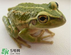 孕婦能吃青蛙嗎？孕婦可以吃青蛙嗎？