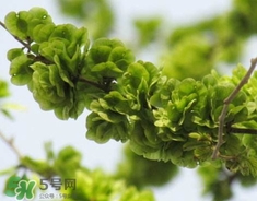 榆錢怎么保存時(shí)間長?新鮮榆錢怎么保存 榆錢怎么保存時(shí)間長?新鮮榆錢怎么保存