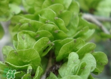 榆錢怎么保存時(shí)間長?新鮮榆錢怎么保存 榆錢怎么保存時(shí)間長?新鮮榆錢怎么保存