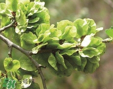 榆錢怎么保存時(shí)間長?新鮮榆錢怎么保存 榆錢怎么保存時(shí)間長?新鮮榆錢怎么保存