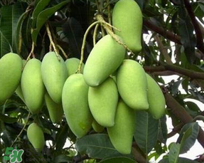 孕婦能吃青芒果嗎？孕婦可以吃青芒果嗎？