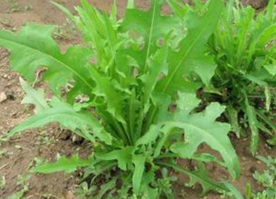 苦苦菜是什么菜？苦苦菜是苦苣嗎