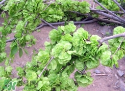 榆錢怎么清洗?榆錢怎么洗干凈? 榆錢怎么清洗?榆錢怎么洗干凈?