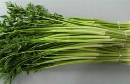水芹菜是什么菜？水芹菜是野芹菜嗎
