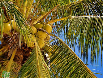 椰青喝完后椰肉怎么吃？椰青里面的肉可以吃嗎？