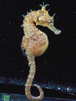 孕婦能吃海馬嗎？孕婦能不能吃海馬？