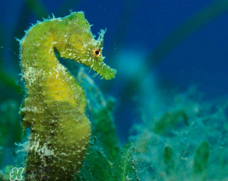 孕婦能吃海馬嗎？孕婦能不能吃海馬？