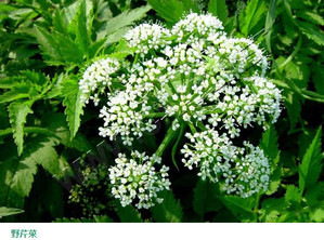 水芹菜和毒芹有哪些區(qū)別？水芹菜和毒芹圖片