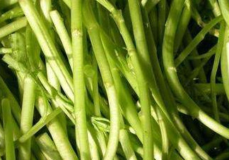 藜蒿葉子為什么不能吃？藜蒿葉子為什么不可以吃