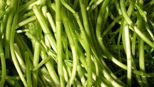 藜蒿葉子為什么不能吃？藜蒿葉子為什么不可以吃