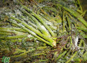 腌制的香椿能放多久？怎樣腌香椿放的時(shí)間長(zhǎng)？