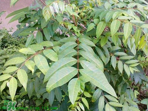 腌制的香椿能放多久？怎樣腌香椿放的時(shí)間長(zhǎng)？