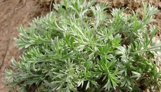 白蒿是茵陳嗎？白蒿與茵陳有什么區(qū)別