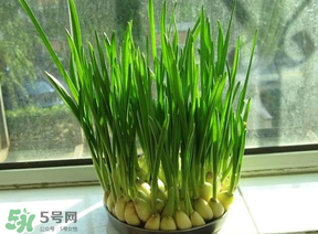 蒜苗發(fā)黃怎么回事？蒜苗發(fā)黃是什么原因？