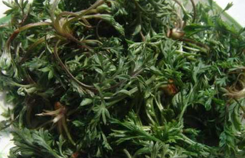 茵陳泡水喝有什么好處？茵陳泡水喝有什么功效與禁忌