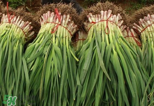 蒜苗爛根發(fā)黃怎么辦？蒜苗容易爛怎么辦？