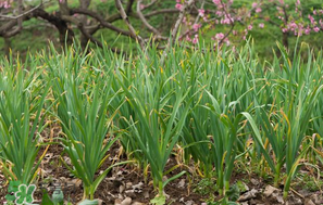 蒜苗爛根發(fā)黃怎么辦？蒜苗容易爛怎么辦？