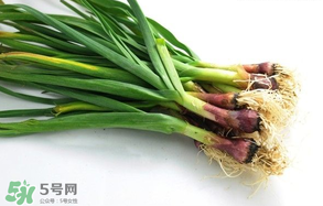 蒜苗多少錢一斤？蒜苗多少錢一斤2017？