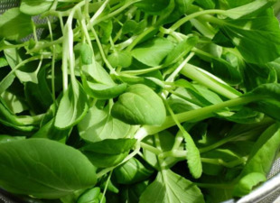 雞毛菜是什么菜？雞毛菜是小白菜嗎