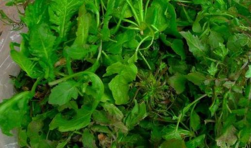 地菜是什么菜？地菜是不是薺菜