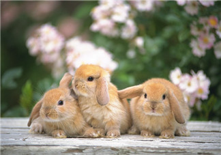 孕婦吃兔肉寶寶真的會(huì)長(zhǎng)兔唇嗎？孕婦吃兔子肉會(huì)得兔唇嗎？