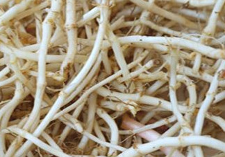 魚(yú)腥草根有什么作用？魚(yú)腥草根的功效與作用