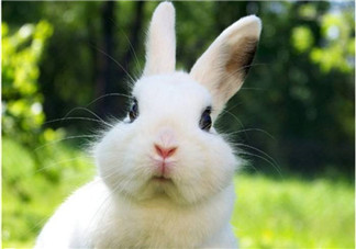 孕婦能吃兔子肉嗎？孕婦可以吃兔子肉嗎？