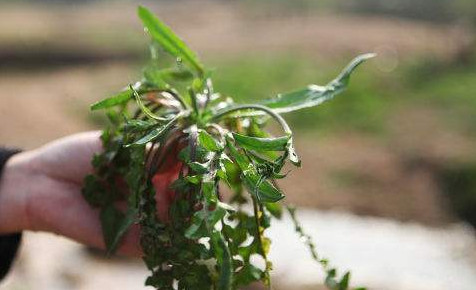 吃地菜有什么好處？地菜有什么功效