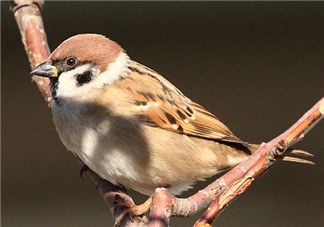 孕婦可以吃麻雀肉嗎？孕婦能吃麻雀肉嗎？