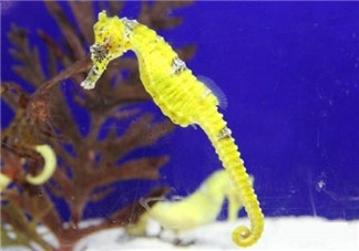 孕婦能吃海馬嗎？孕婦能不能吃海馬？